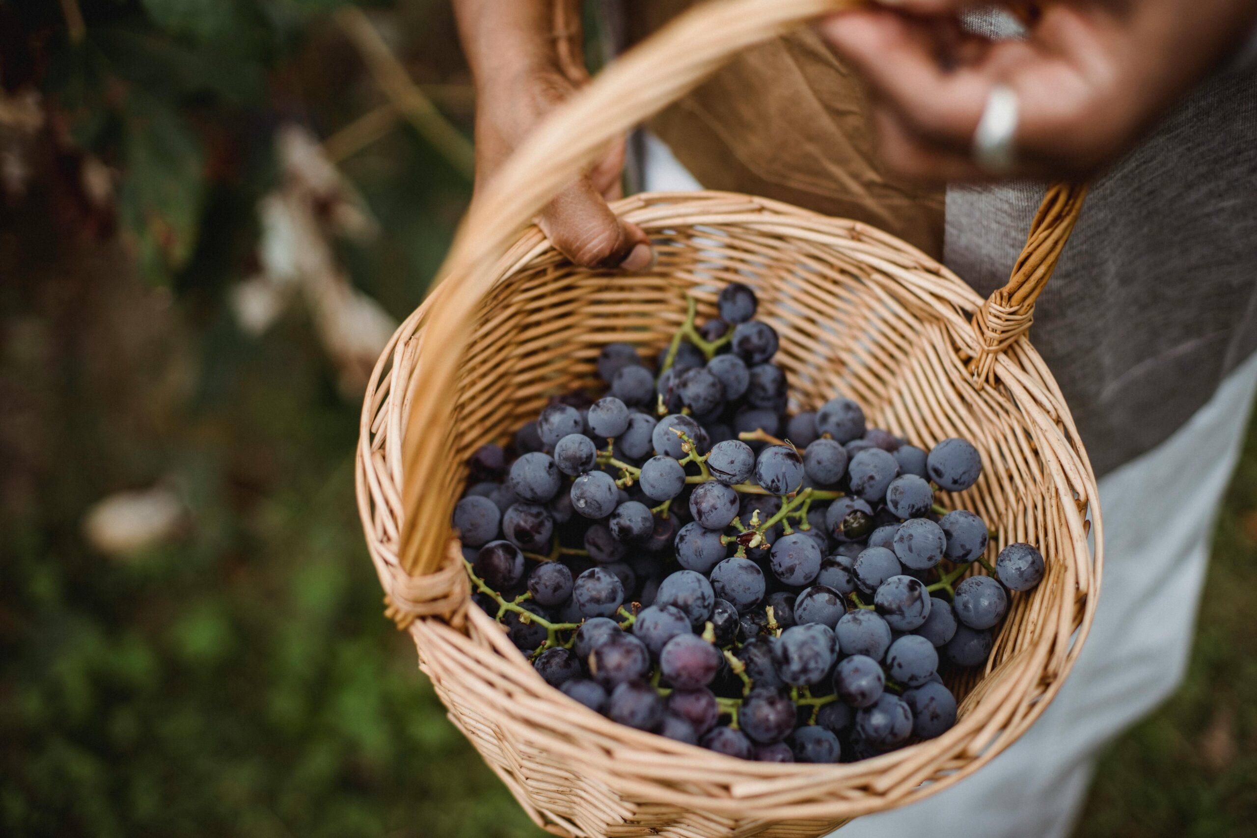 Agricoltura sempre più in crisi: anche la vendemmia è un disastro