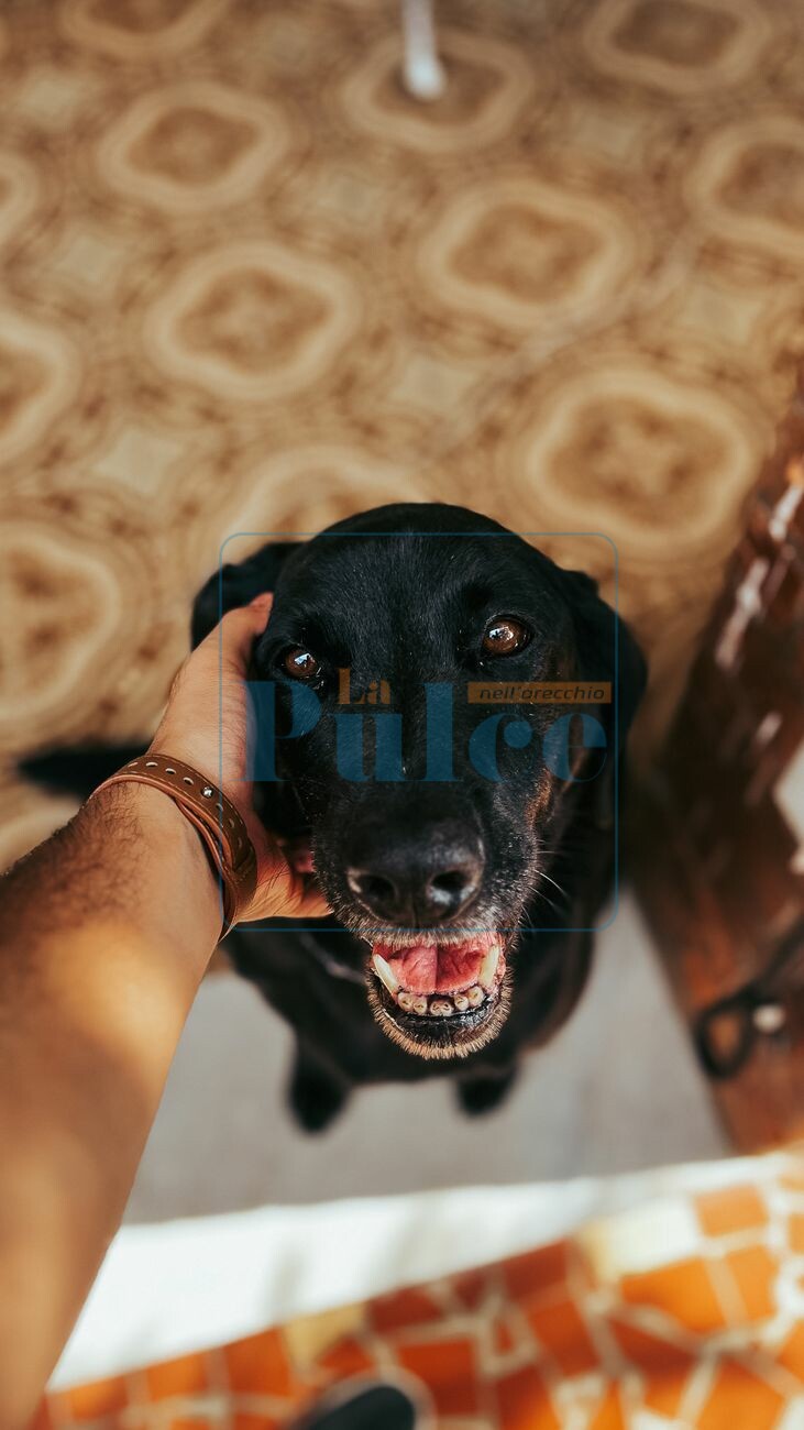 Quanto si spende in media per un cane in un anno
